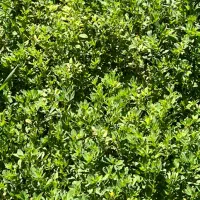 یونجه خشک و پر گل