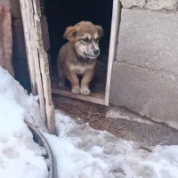 پاکوتاه دم خرگوشی|سگ|مراغه, |دیوار