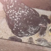 مرغ گلین وجوجه گلین