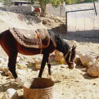 سلام دوستان نوزدین سه سال سر دم گیر شکم خالی|حیوانات مزرعه|بازفت, |دیوار