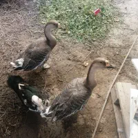 مرغابی مسکویی جوجه اردک مسکویی|حیوانات مزرعه|سرپل ذهاب, |دیوار