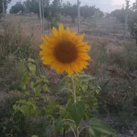 باغ ویلا