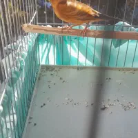 سهره قناری طوطی سرخ|پرنده|تهران, جوادیه تهرانپارس|دیوار