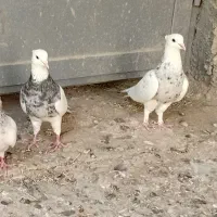 کبوتر طوقی خالدار