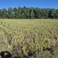 زمین-کشاورزی