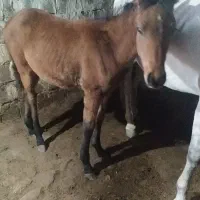 کره اسب مادیون|اسب و تجهیزات اسب‌سواری|سیلوانه, |دیوار