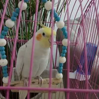 عروس لوتینو سخنگو