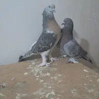 کفتر|پرنده|مرودشت, ژیان|دیوار