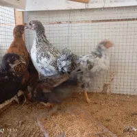 جوجه محلی|حیوانات مزرعه|طبس, |دیوار