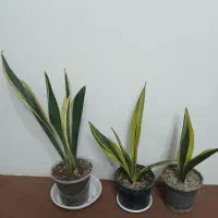 سانسوریا گلدفیلم