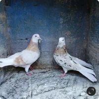 کبوتر پرشی دهنجور بشرط پرش بالا ۱۰ساعت بضمانت|پرنده|تهران, شوش (باغ آذری)|دیوار