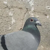 سبز ماده مسافتی المانی|پرنده|مشهد, خواجه ربیع|دیوار