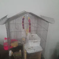 عروس هلندی جفت مولد وسخنگو|پرنده|تهران, دکتر هوشیار|دیوار