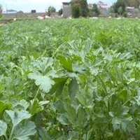 پخش کلی سبزی خورشتی اشی