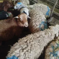 دام گوسفند زنده