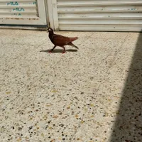 کبوتر خوب گمشده حتما عکس آخر را نگاه کنید