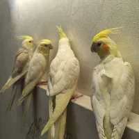 عروس هلندی جوجه و مولد