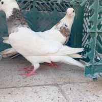 جفت طوقی هفت رنگ