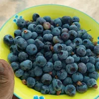 فروش میوه بلوبری و رزبری|خوردنی و آشامیدنی|تهران, ورزشگاه آزادی|دیوار