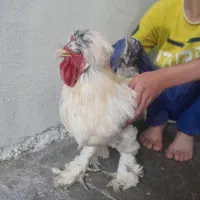 سلطان خروس ها خروس پاپر مو فرفری بفروش می رسد .