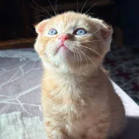 اسکاتیش اصیل گلد