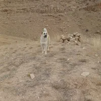 سگ خراسانی|سگ|شیروان (خراسان), |دیوار