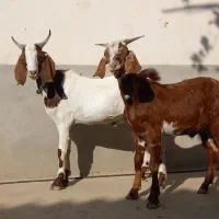 بزغاله دقلو صلاله