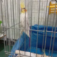 عروس هلندی|پرنده|شیراز, کوشک میدان|دیوار