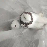 دو عدد کفتر طوقی اصل نر ماده