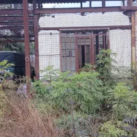 ۱۲۰۰متر زمین جنگلی با اسکلت|فروش زمین و ملک کلنگی|احمدسرگوراب, |دیوار