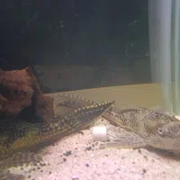 ماهی لجن خوار کت اسپرت گربه ماهی|ماهی|مشهد, امیریه|دیوار