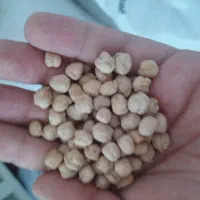 نخود کشاورزی