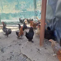 مرغ و خروس طاقچه گلپایگان