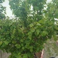 فروش فوری  فوری باغچه در گلزار