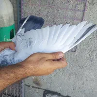 جفت سینه سبز|پرنده|شیراز, شهرک ترکان|دیوار