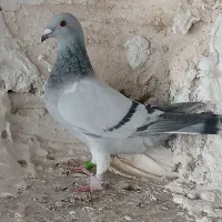 کبوتر موریس دلبر شامی پولکی