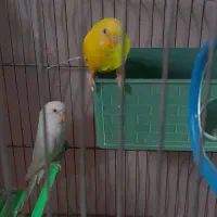 مرغ عشق فقط معاوضه