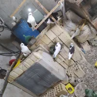 کبوتر|پرنده|قشم, |دیوار