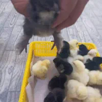 تخم مرغ و جوجه و خروس  ۵ ماهه نژاد برهما اصل