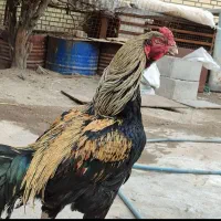 خروس لاری  صابونی