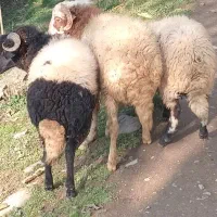 گوسفند|حیوانات مزرعه|سیاهکل, |دیوار