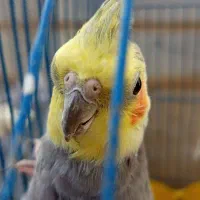 عروس هلندی نر سینامون سخنگو مولد دستی|پرنده|کوهدشت, |دیوار