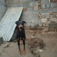 واگذاری دوبرمن