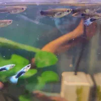 گوپی بلو مسکو و بلو توکسیدو