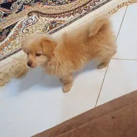 مالتبپو|سگ|قم, بکایی|دیوار