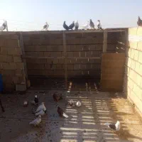 20عدد کبوتر رنگی سری300