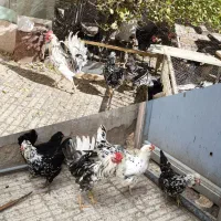 فروش تخم مرغ نطفه دار