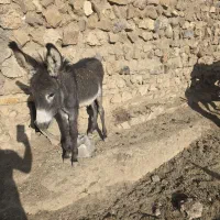 ۹راس خر شیری و کره خر|حیوانات مزرعه|ساوه, |دیوار