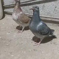 جوجه دوبر بشرط