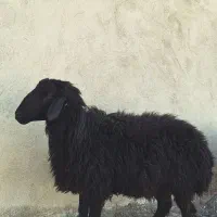 شیشک قوچ